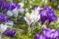 Beautiful color crocuses blooming in spring park in Szczecin