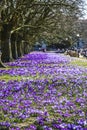 Beautiful color crocuses blooming in spring park in Szczecin Royalty Free Stock Photo