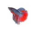 Beautiful color fish tail Royalty Free Stock Photo
