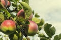 Beautiful color fresh organic red apples standing on a branch of the tree in the orchard against the sky close-up Royalty Free Stock Photo