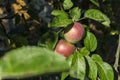 Beautiful color fresh organic red apples standing on a branch of the tree in the orchard close-up Royalty Free Stock Photo