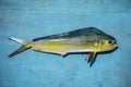 Beautiful color and full body of common dolphinfish on blue wood