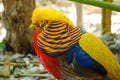 Beautiful color of golden pheasant bird in a forest in close-up. Royalty Free Stock Photo