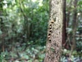 Beautiful color hammerhead worm on brown stem tree.