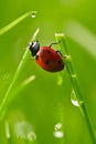 Beautiful color image of ladybugs in grass. Insect close up in nature