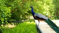 Beautiful indian peacock or peafowl bird with feathers out sits on a fence in a city park or a zoo in a nature reserve Royalty Free Stock Photo