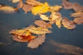 Beautiful color leafs on lake