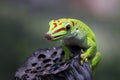 Beautiful color madagascar giant day gecko on dry bud