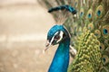 Beautiful color peacock