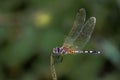 Whispers of Summer: Closeup of a Beautiful Dragonfly on a Plant Royalty Free Stock Photo