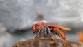 BEAUTIFUL COLOR WASP IN THE NEST