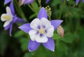 Beautiful Colorado Blue Columbine flowers at full bloom in the Spring Royalty Free Stock Photo