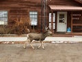 Beautiful Colorado. Royalty Free Stock Photo