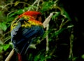 Beautiful coloration of a scarlet macaw in a stunning pose on a branch