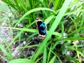 beautiful colored butterflies perched on the green grass