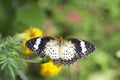 Beautiful colored butterflies sucking nectar from flowers.