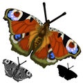 Beautiful colored butterfly. Vector isolated