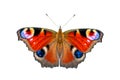 Beautiful colored butterfly on a white background. European Peacock butterfly Inachis io