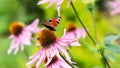 Beautiful colored European Peacock butterfly Inachis io, Aglais io and a bee on a purple Echinacea flower in a sunny garden Royalty Free Stock Photo