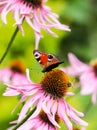 Beautiful colored European Peacock butterfly Inachis io, Aglais io and a bee on a purple Echinacea flower in sunny garden Royalty Free Stock Photo