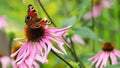 Beautiful colored European Peacock butterfly Inachis io, Aglais io on purple flower Echinacea in sunny garden Royalty Free Stock Photo