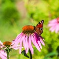 Beautiful colored European Peacock butterfly on purple flower Echinacea in sunny garden. Royalty Free Stock Photo