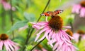 Beautiful colored European Peacock butterfly Inachis io, Aglais io on purple Echinacea flower in sunny summer garden Royalty Free Stock Photo