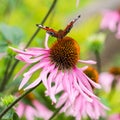 Beautiful colored European Peacock butterfly Inachis io, Aglais io on purple flower Echinacea in sunny garden Royalty Free Stock Photo