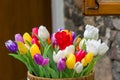 Beautiful colored fabric tulips flowers