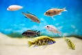 Beautiful colored fish in the aquarium. Royalty Free Stock Photo