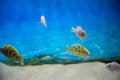 Beautiful colored fish in the aquarium. Royalty Free Stock Photo