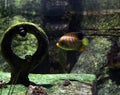 A Beautiful colored fishes swimming in the aquarium Royalty Free Stock Photo