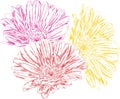 3 beautiful colored gerberas