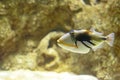 A beautiful Colored Humu Picasso Triggerfish. Lagoon triggerfish Royalty Free Stock Photo