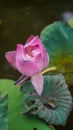 pink tulips on the pond