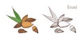 Beautiful colored and monochrome drawings of almond fruits in shell and shelled with pair of leaves. Delicious edible