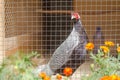 Beautiful colored pheasant in a cage Royalty Free Stock Photo