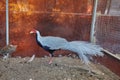 Beautiful pheasant in a cage at the zoo. Royalty Free Stock Photo