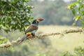 beautiful colored plate-billed mountain toucan (Andigena laminirostris)