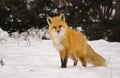 Red Fox in Snow with Tilted Head Royalty Free Stock Photo