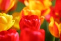 Beautiful colored red and yellow tulips on a field