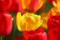 Beautiful colored red and yellow tulips on a field