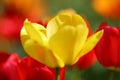 Beautiful colored red and yellow tulips on a field