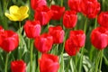 Beautiful colored red and yellow tulips on a field