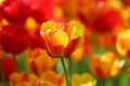 Beautiful colored red and yellow tulips on a field