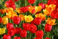 Beautiful colored red and yellow tulips on a field