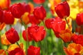 Beautiful colored red and yellow tulips on a field