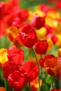 Beautiful colored red and yellow tulips on a field