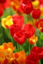 Beautiful colored red and yellow tulips on a field