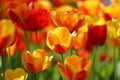 Beautiful colored red and yellow tulips on a field